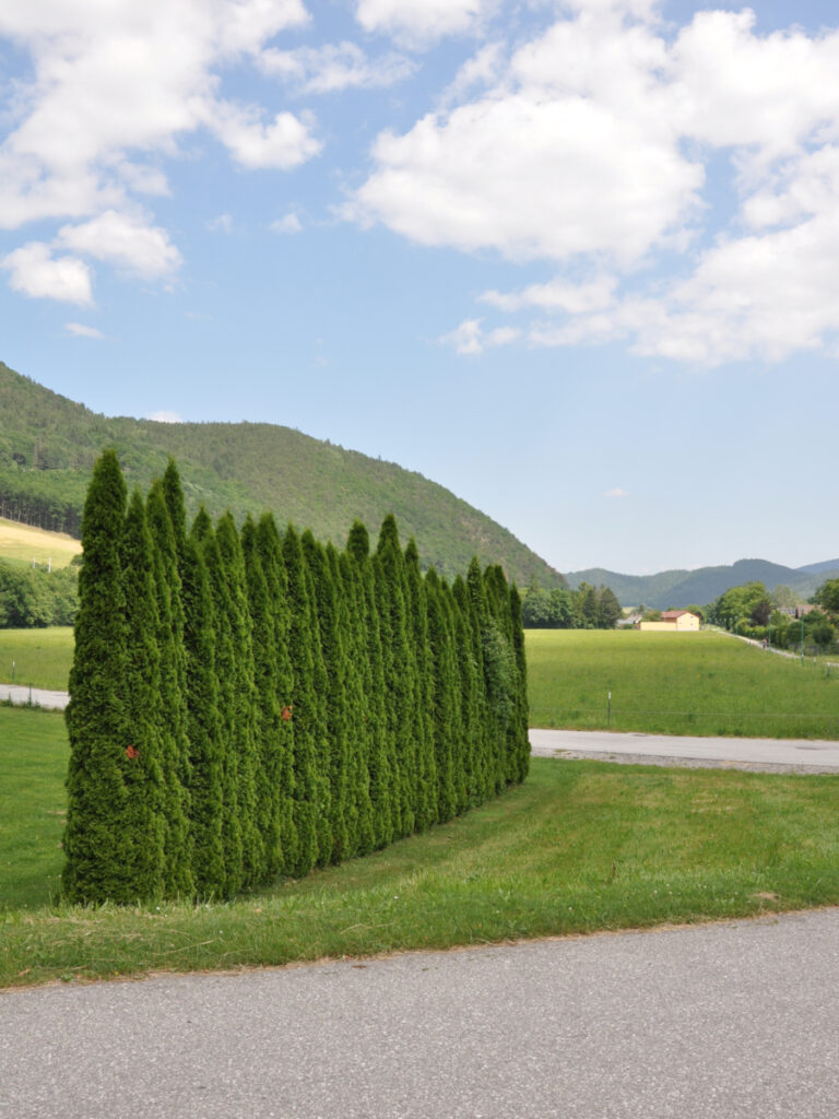 ©Simone Göstl, "Wand" aus der Serie: Momente der (Natur?)